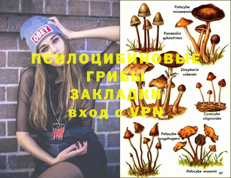 где продают   Георгиевск  OMG маркетплейс  Галлюциногенные грибы MAGIC MUSHROOMS 